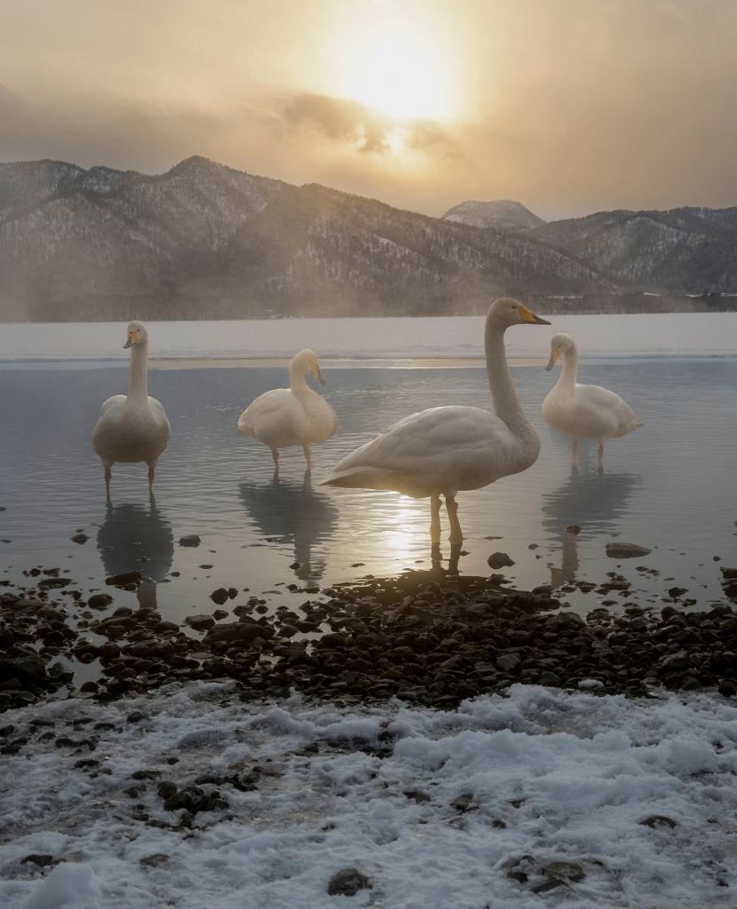 1st Half 2026 Cell Phone_Pam Ebert_Swans at Sunrise_23.5