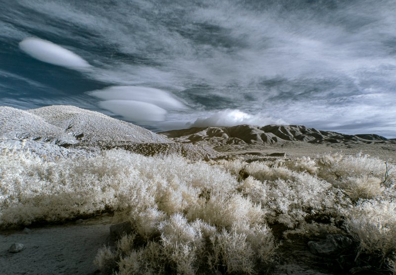 Nature Honorable mention - Desert Puffs - Terry Smith
