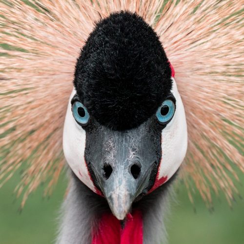 Nature - Rochelle Villanueva - Crowned Crane