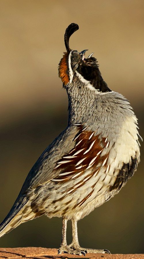 Pictorial - Lonely Gambels Quail - Anne Campbell