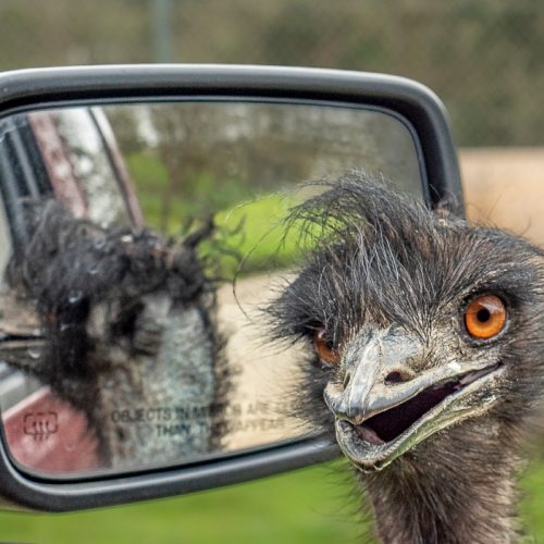 Rotating Humor - Objects in mirror are closer then they appear - Pam Ebert
