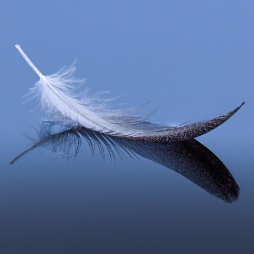 Pictorial - Light as a feather - Steve Prull