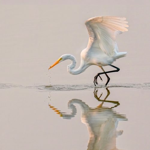 Nature / Egret Ballet 3 / Jerry Gowins