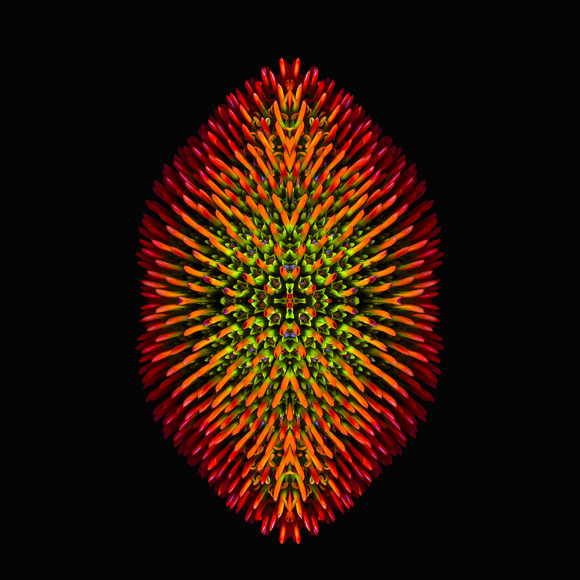 Abstract – Altered Reality__Dale Dombrowski_Coneflower Abstract