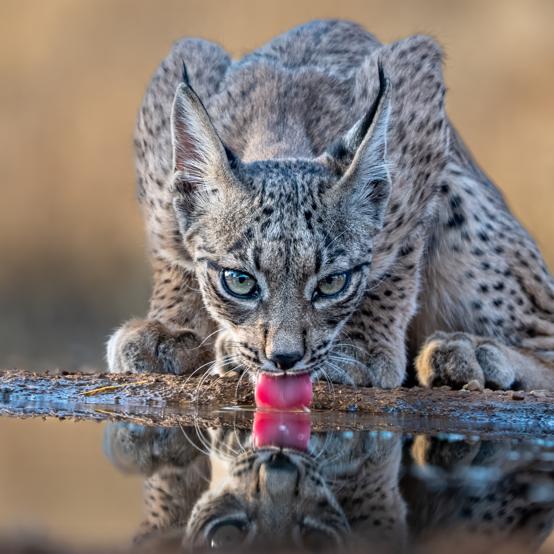 Nature_Pam Ebert_Thirsty Lynx Kitten