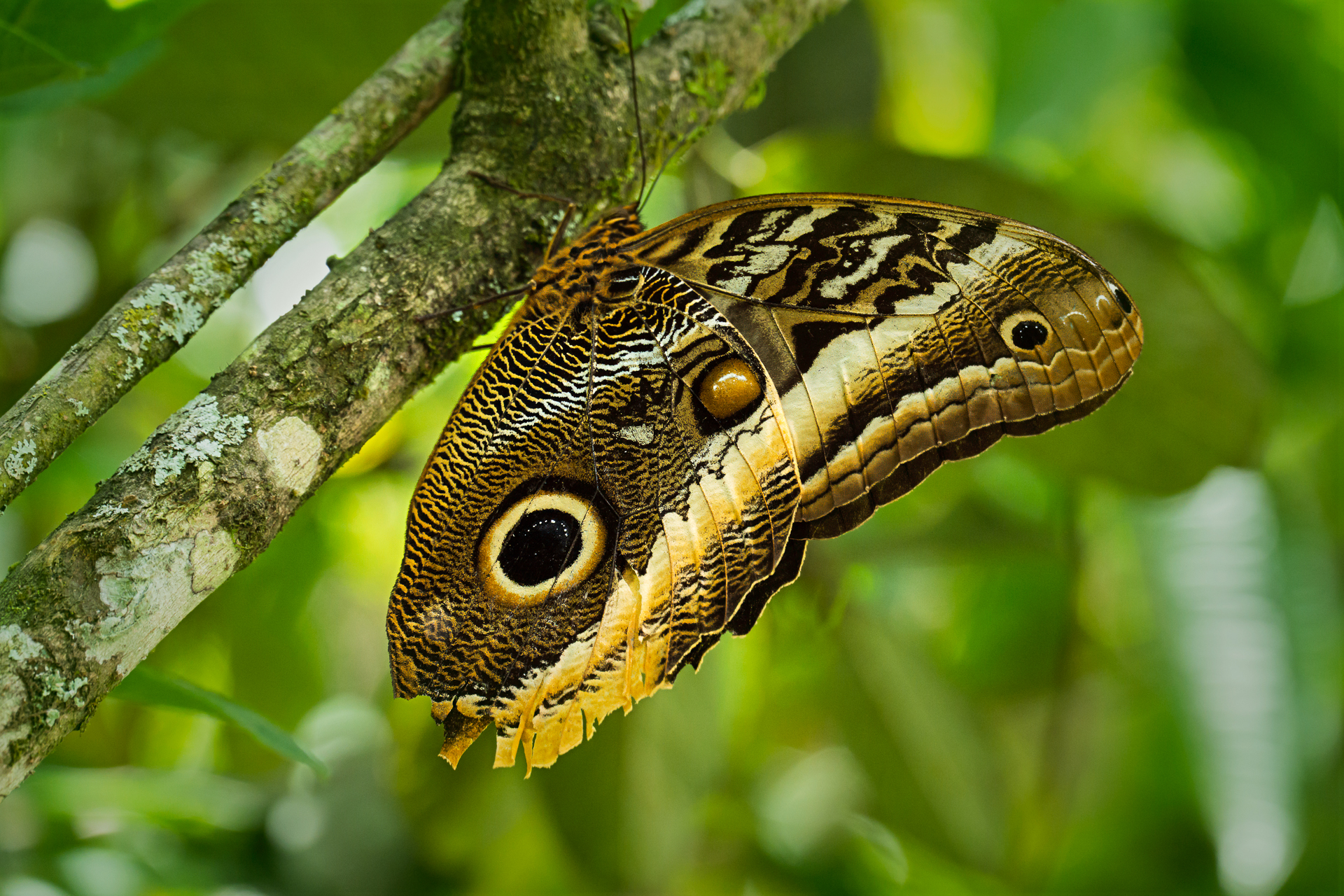 Pictorial_Hernando Convers_Owl Butterfly – Colombia