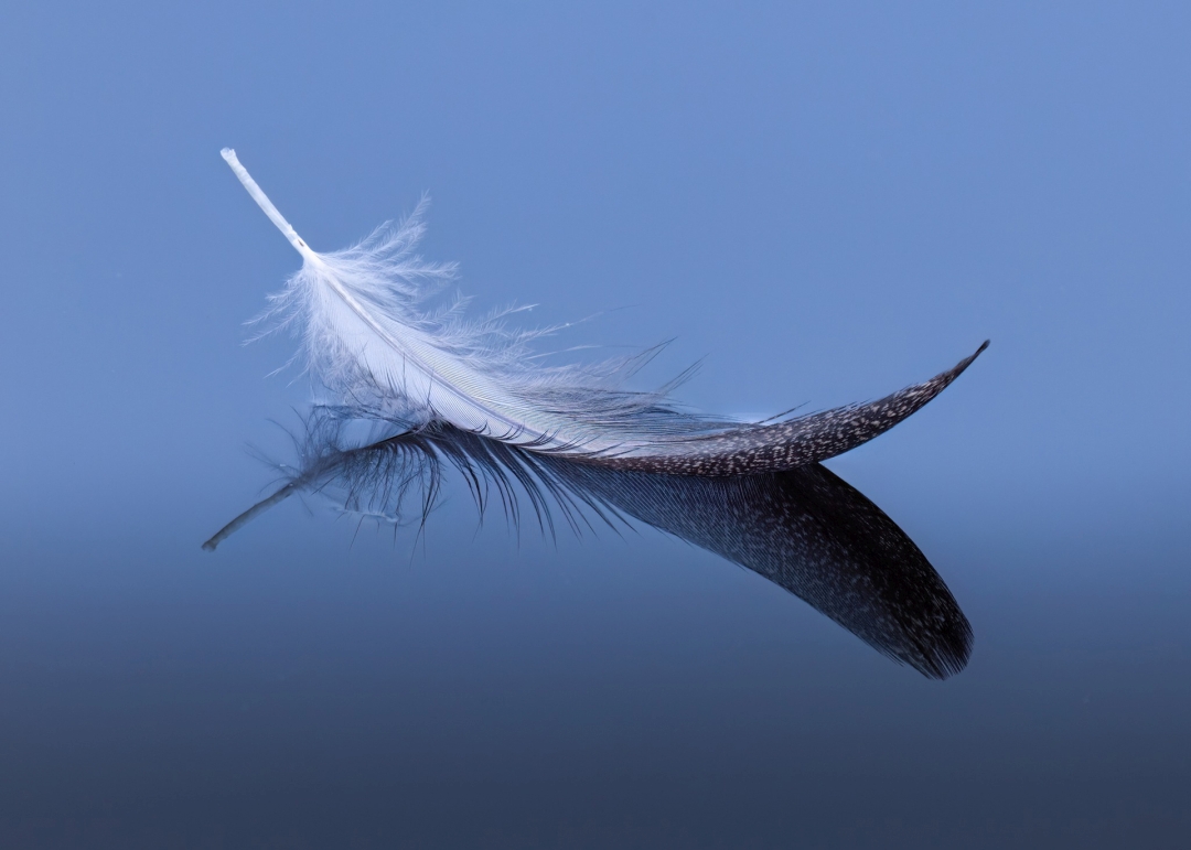 2025 Image Of The Year - Light as a feather - Steve Prull