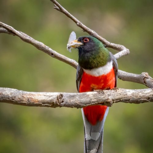 Nature, Steve Prull,Trogan Snack,27